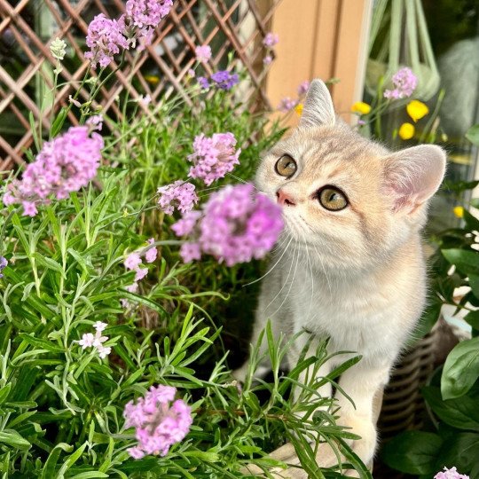 cat British Shorthair Goldie Lavende NO*Superpusen
