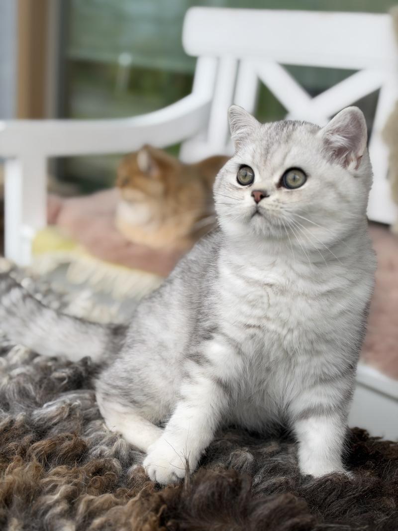 Thassos Male British Shorthair
