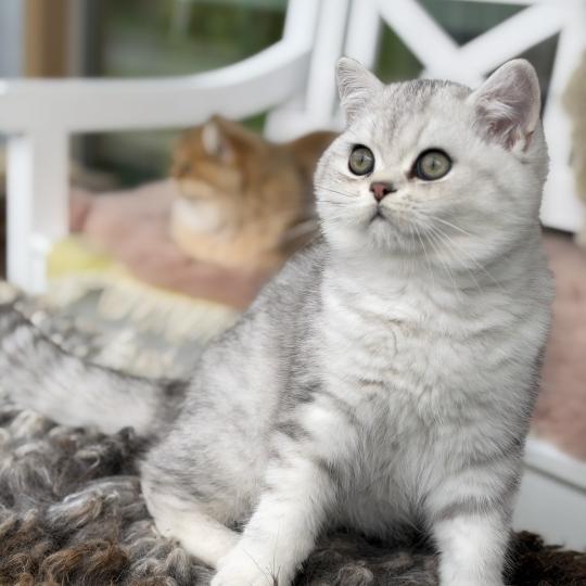 Thassos Male British Shorthair