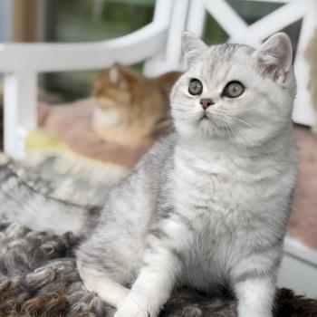 kitten British Shorthair black silver mackerel tabby Thassos NO*Superpusen