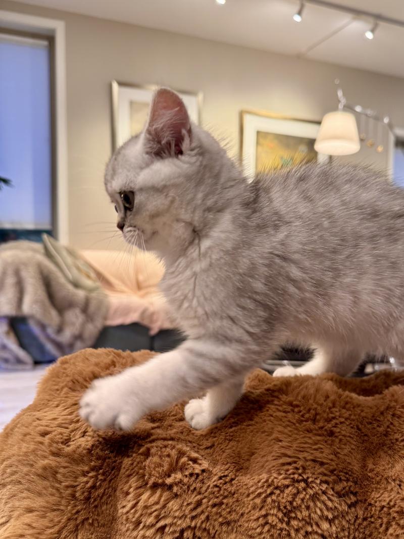 Theo Male British Shorthair