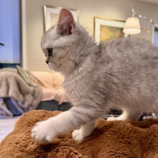 Theo Male British Shorthair