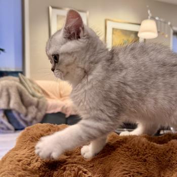 kitten British Shorthair black silver mackerel tabby Theo NO*Superpusen