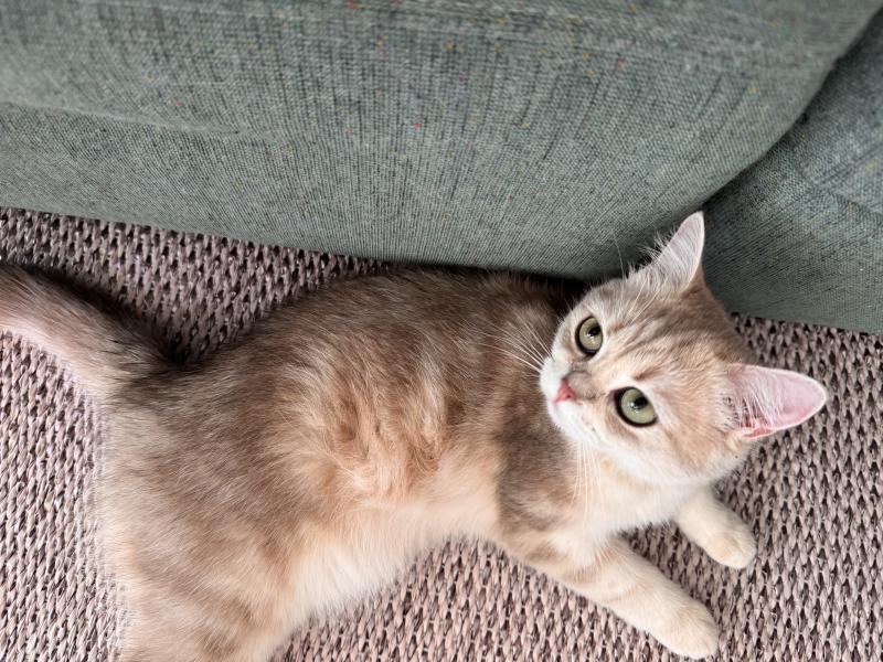 Hedda Female British Shorthair