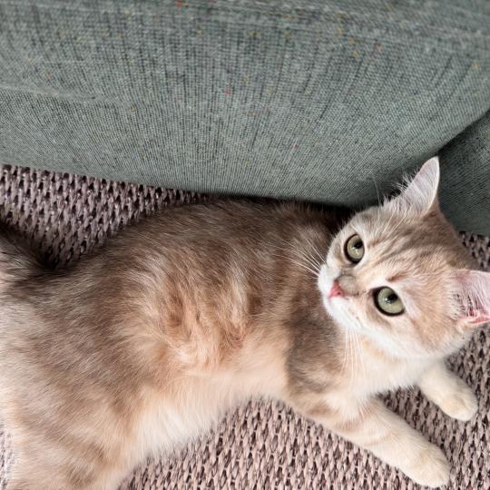 Hedda Female British Shorthair