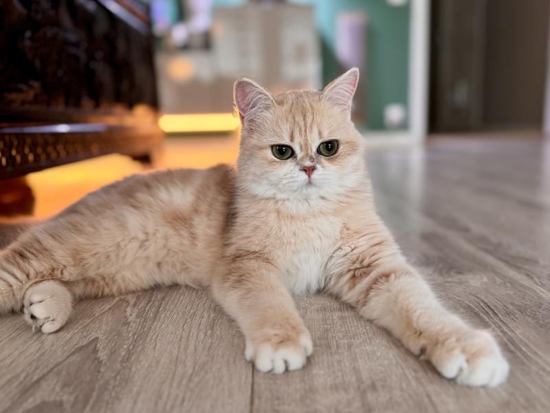 Hugolina Female British Shorthair