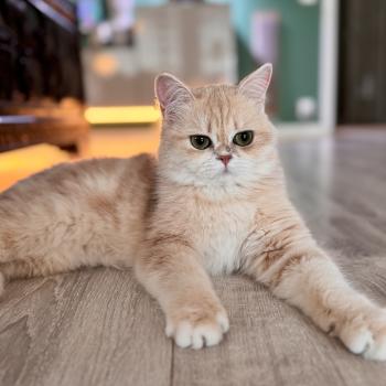 cat British Shorthair blue copper blotched tabby Hugolina NO*Superpusen
