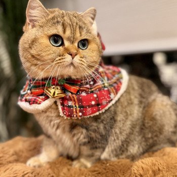 cat British Shorthair black golden blotched tabby Irma NO*Superpusen