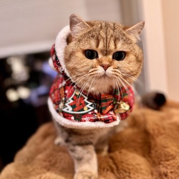 cat British Shorthair black golden blotched tabby Irma NO*Superpusen