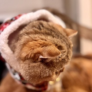 cat British Shorthair black golden blotched tabby Irma NO*Superpusen