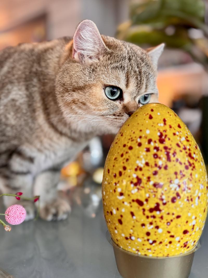 Irma Female British Shorthair