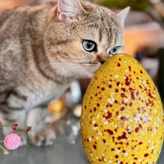 Irma Female British Shorthair