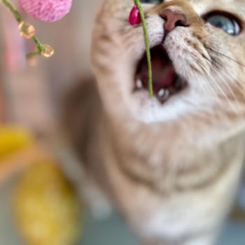 cat British Shorthair black golden blotched tabby Irma NO*Superpusen