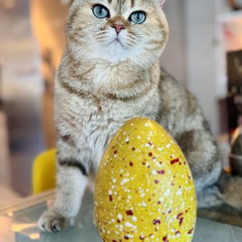 cat British Shorthair black golden blotched tabby Irma NO*Superpusen