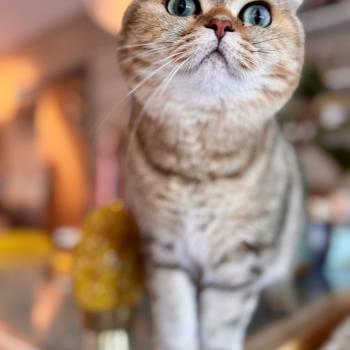 cat British Shorthair black golden blotched tabby Irma NO*Superpusen