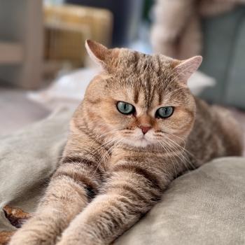 cat British Shorthair black golden blotched tabby Irma NO*Superpusen