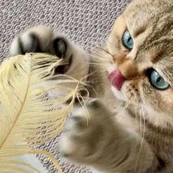 cat British Shorthair black golden blotched tabby Irma NO*Superpusen