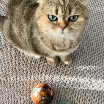 cat British Shorthair black golden blotched tabby Irma NO*Superpusen