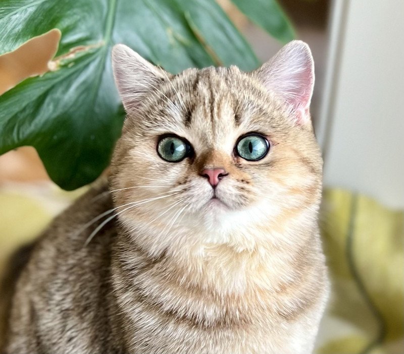 Irma Female British Shorthair