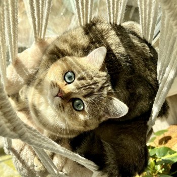 cat British Shorthair black golden blotched tabby Irma NO*Superpusen