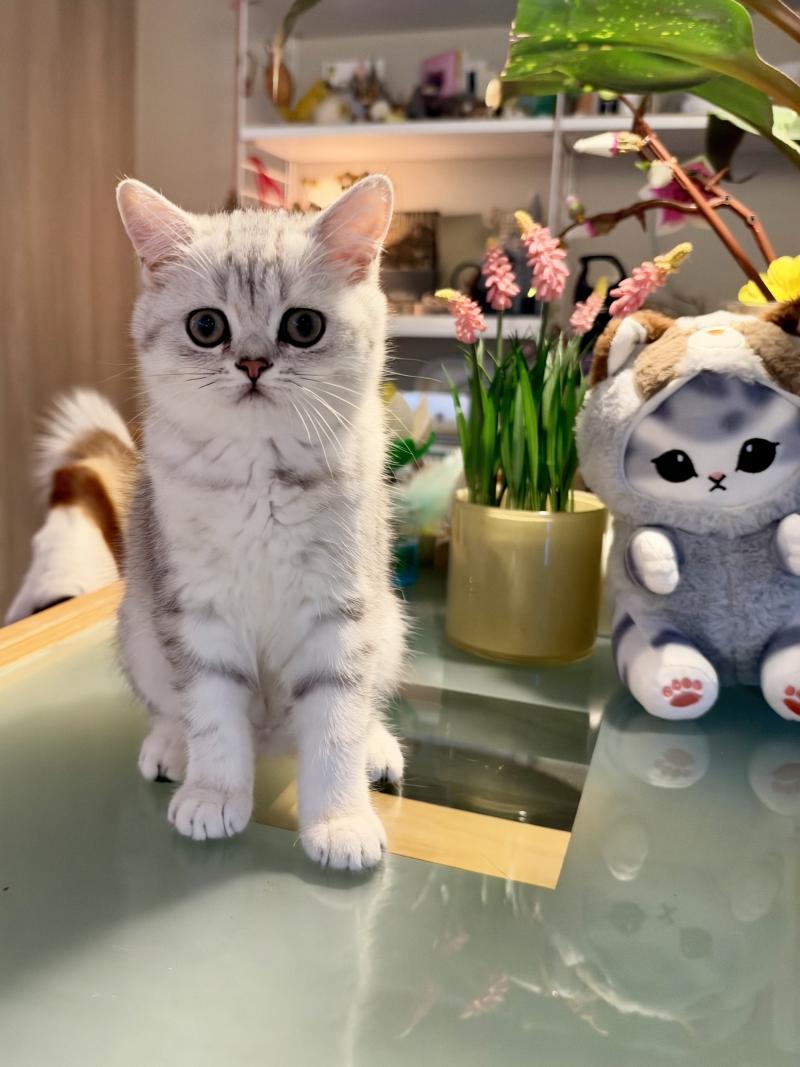 Thale Female British Shorthair