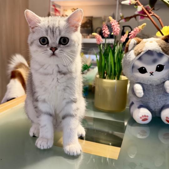 Thale Female British Shorthair