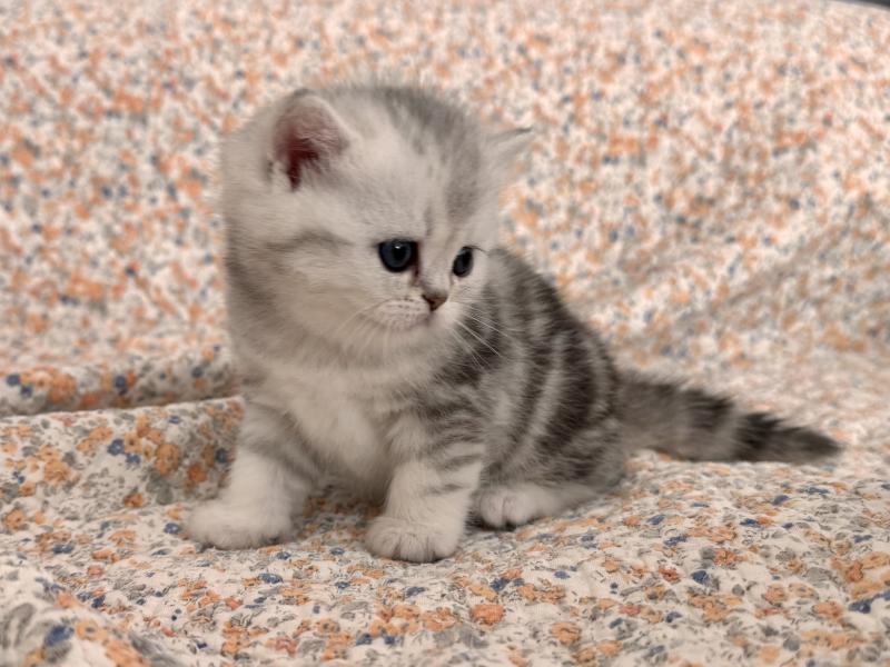 Thelma Female British Shorthair