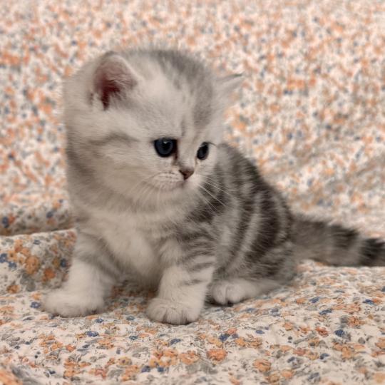Thelma Female British Shorthair