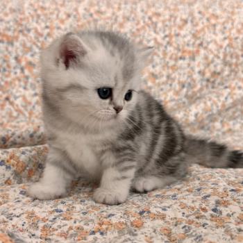 kitten British Shorthair black silver blotched tabby Thelma NO*Superpusen