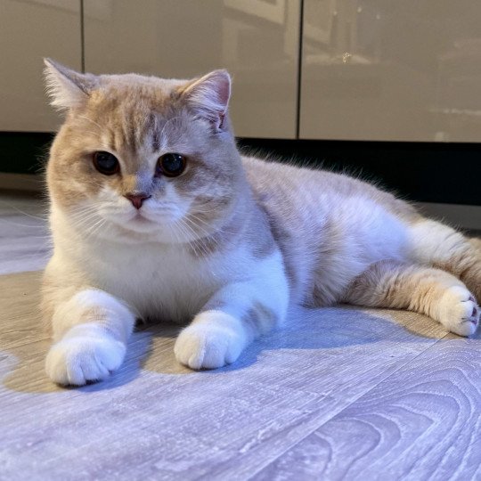 Konos Palominos Male British Shorthair