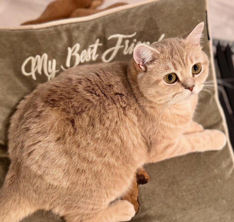 Korall-Perle Female British Shorthair