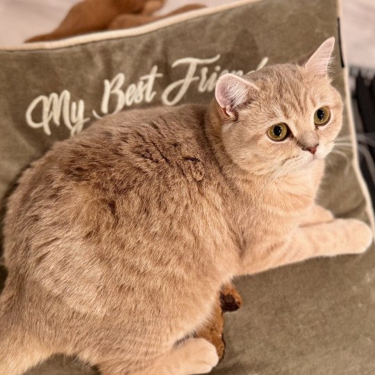 Korall-Perle Female British Shorthair