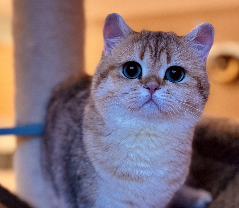 Lokita Lambika Female British Shorthair