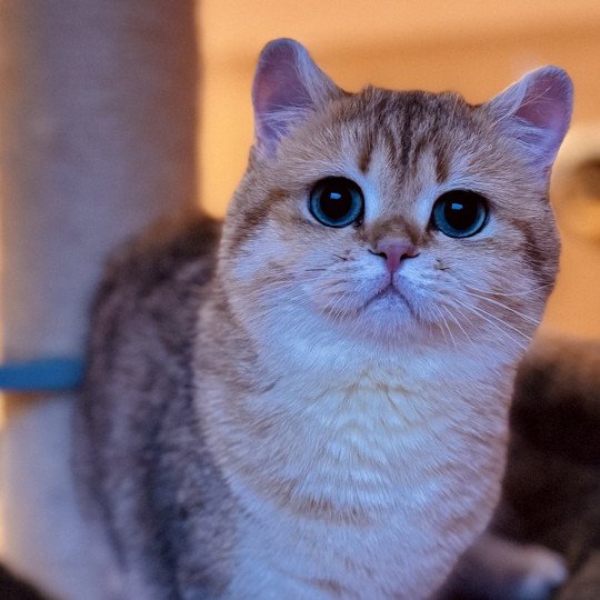 Lokita Lambika Female British Shorthair