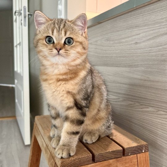 Manuko Male British Shorthair