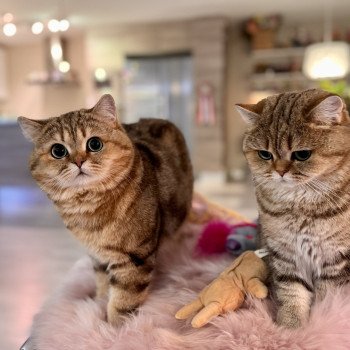 cat British Shorthair black golden blotched tabby Manuko NO*Superpusen