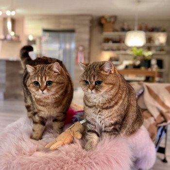 cat British Shorthair black golden blotched tabby Manuko NO*Superpusen