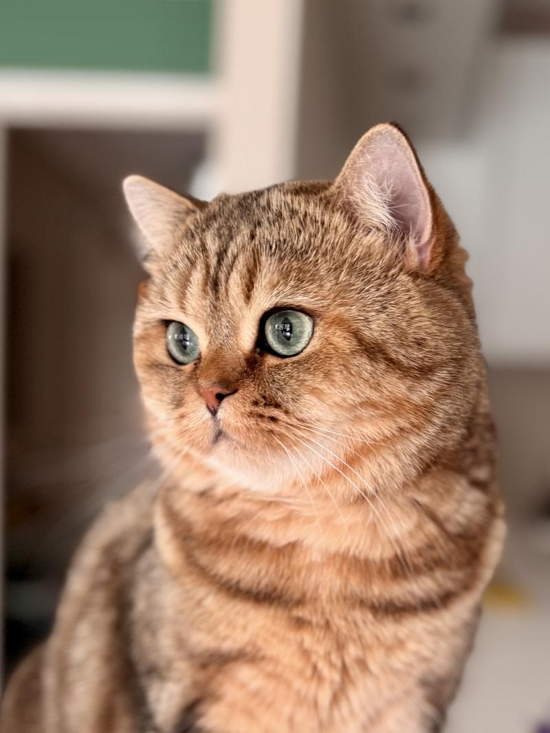 Manuko Male British Shorthair