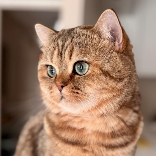 Manuko Male British Shorthair