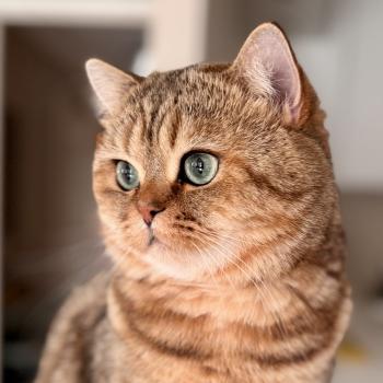 Manuko Male British Shorthair