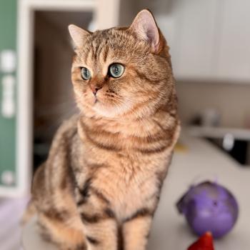 cat British Shorthair black golden blotched tabby Manuko NO*Superpusen