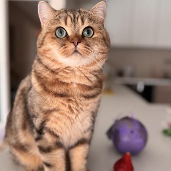 cat British Shorthair black golden blotched tabby Manuko NO*Superpusen