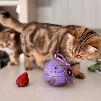 cat British Shorthair black golden blotched tabby Manuko NO*Superpusen