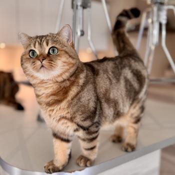 cat British Shorthair black golden blotched tabby Manuko NO*Superpusen