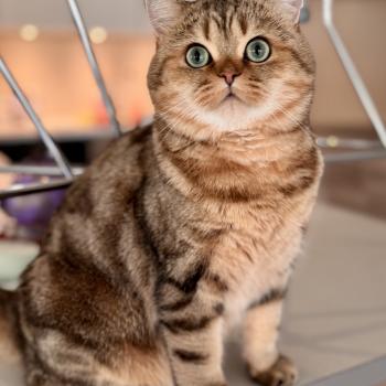 cat British Shorthair black golden blotched tabby Manuko NO*Superpusen