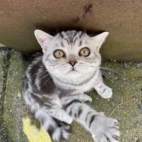 Massi Male British Shorthair