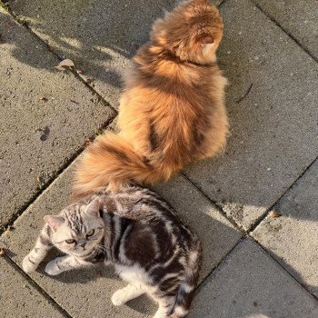 cat British Shorthair black silver blotched tabby Massimo NO*Superpusen