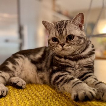 cat British Shorthair black silver blotched tabby Massimo NO*Superpusen