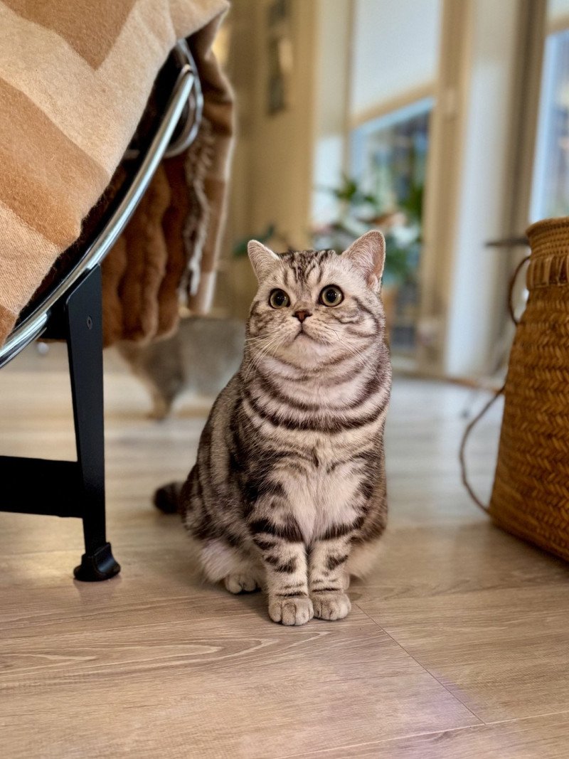 Massi Male British Shorthair