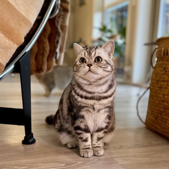 Massi Male British Shorthair